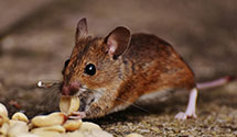 aircraft-pest-control Experts in Priest Lake